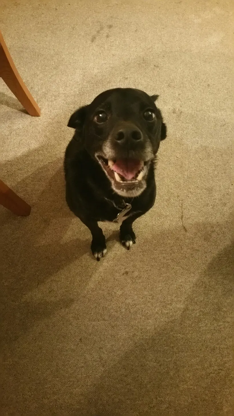 Buddy smiling